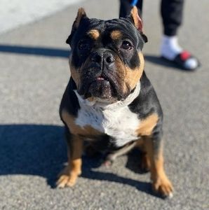 Meet your Posher, Dee